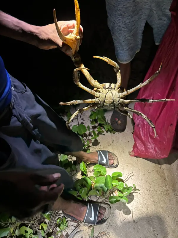 Crab