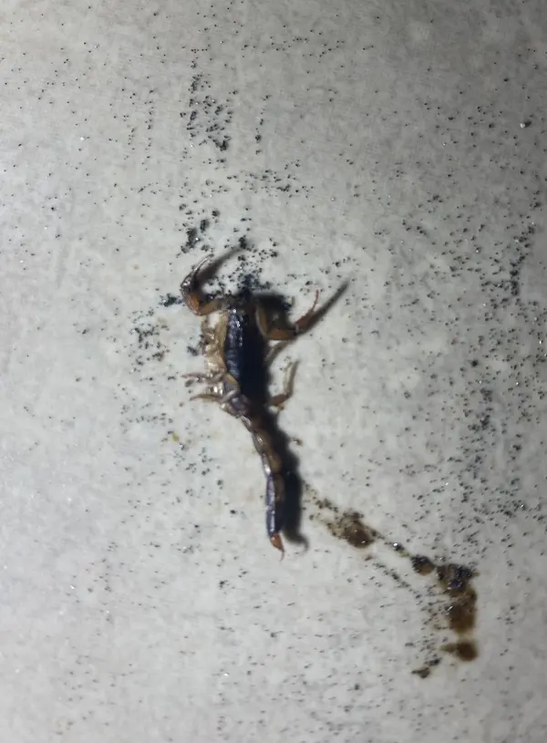 Scorpion